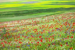 Fields of Castelluccio di Norcia, Umbria