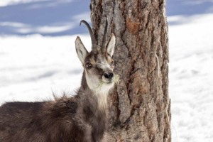 Gran Paradiso National Park, Aosta Valley