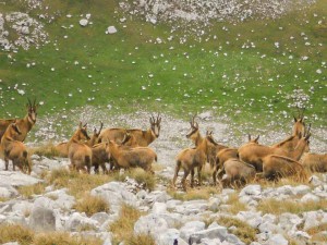 WWF nature reserve Guardiaregia-Campchiaro, Molise