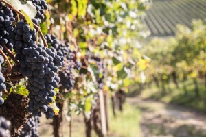 Vineyard landscape of Piedmont, UNESCO