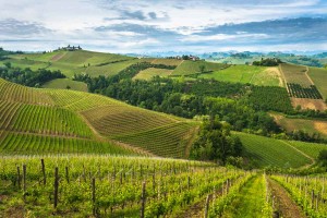 Vineyard landscape of Piedmont