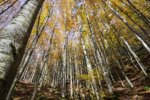 Ancient and primeval beech forests in Italy