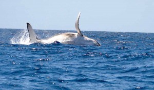 Avvistamenti di balene a Savona, Liguria