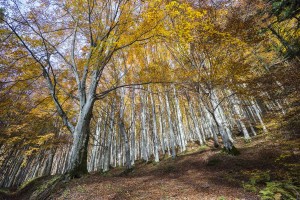 Le antiche foreste di faggi primordiali in Italia, UNESCO