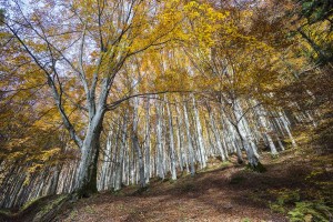 Buchenurwälcer in Italien, UNESCO