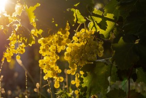 Die Hügel des Prosecco zwischen Conegliano und Valdobbiadene