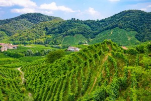 Die Hügel des Prosecco zwischen Conegliano und Valdobbiadene, UNESCO