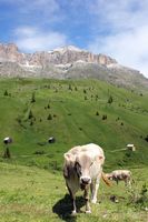 Reiseführer Dolomiten