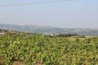 Vines in Veneto