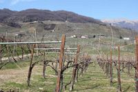 Le colline del Prosecco