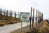 Le colline del Prosecco