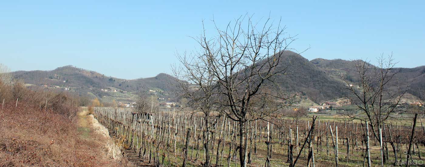 Hiking in Arquà Petrarca